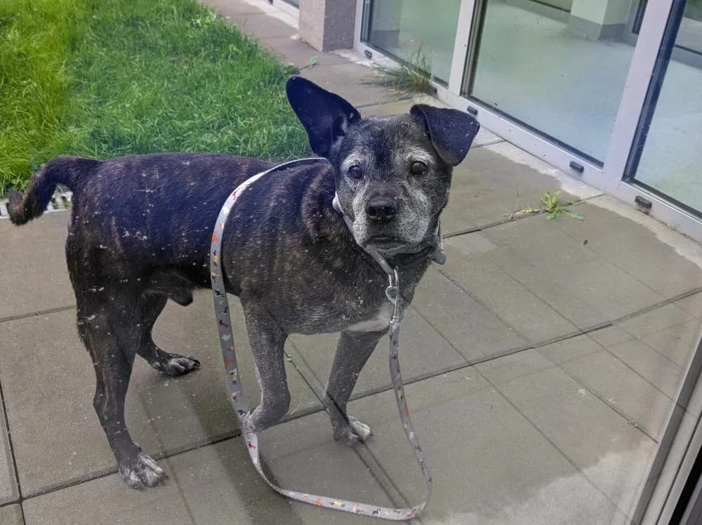 LUNEK, senior mixed breed for adoption at Schronisko Kraków, Kraków