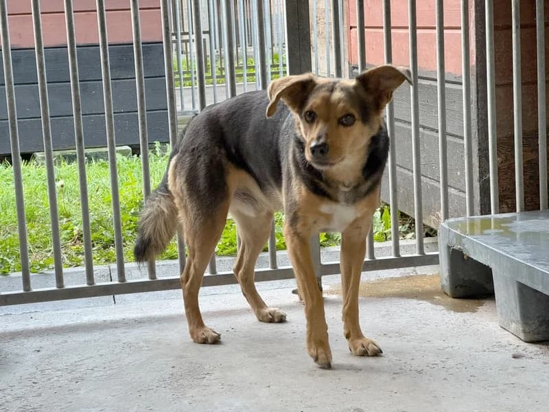 GREEN, 7yo mixed breed for adoption at Schronisko Kraków, Kraków
