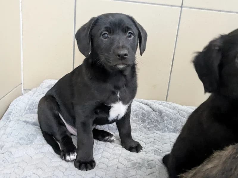 DUDUŚ, male puppy mixed breed for adoption at Schronisko Kraków, Kraków