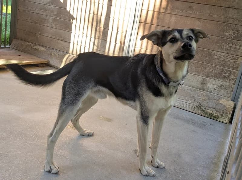 ZUKO, male 3yo mixed breed for adoption at Schronisko Kraków, Kraków