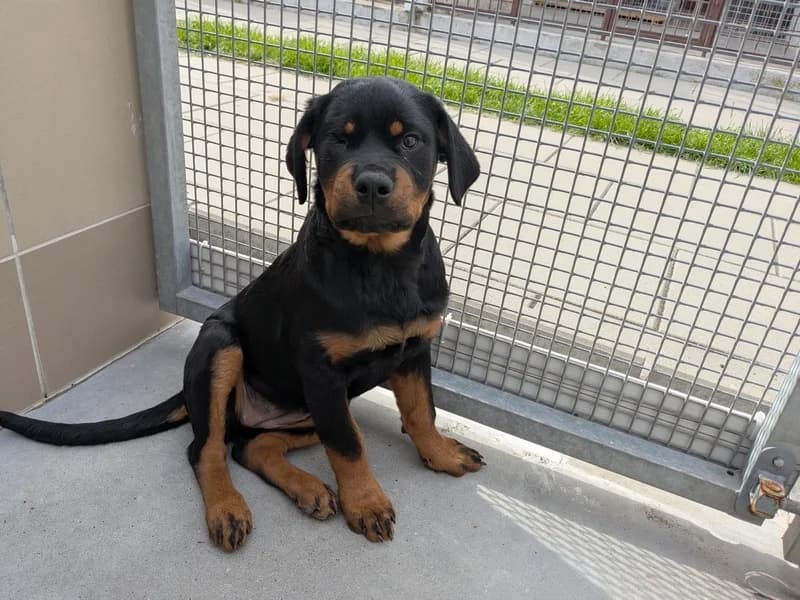 FRYTKA, puppy Rottweiler for adoption at Schronisko Kraków, Kraków