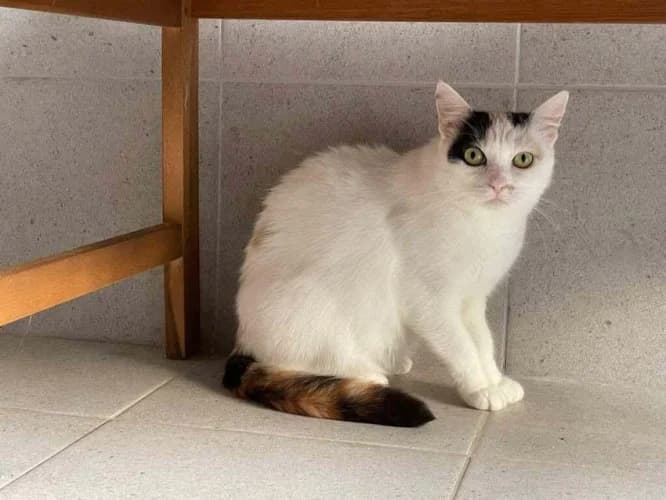 BIKINI, female 6yo mixed breed for adoption at Schronisko Kraków, Kraków