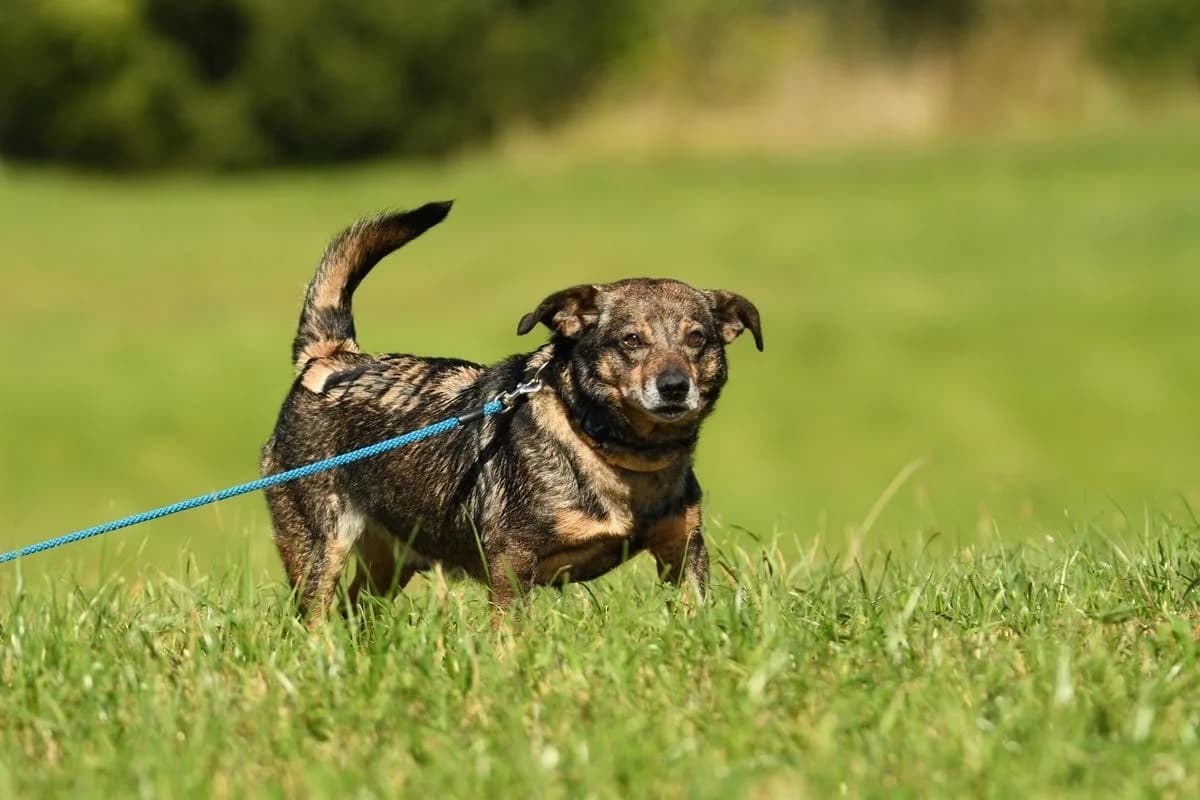 Alex, male senior Mixed Breed for adoption at Schronisko Krotoszyn, Krotoszyn