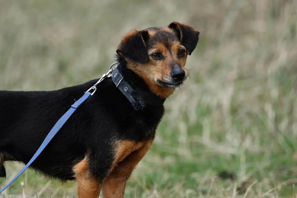 Amir, male senior Mixed Breed for adoption at Schronisko Krotoszyn, 63-700 Krotoszyn