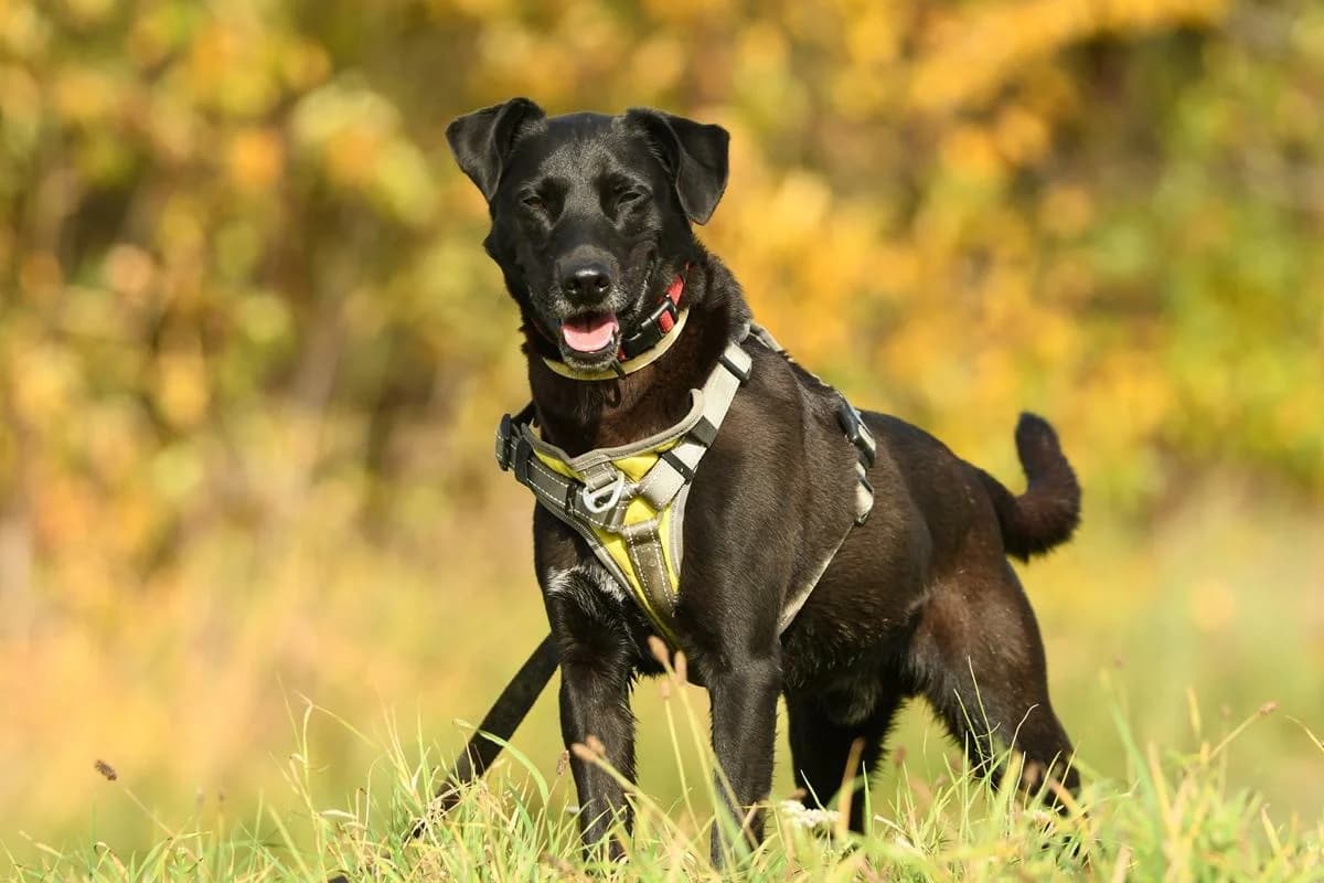 Angus, male 4yo Mixed Breed for adoption at Schronisko Krotoszyn, 63-700 Krotoszyn