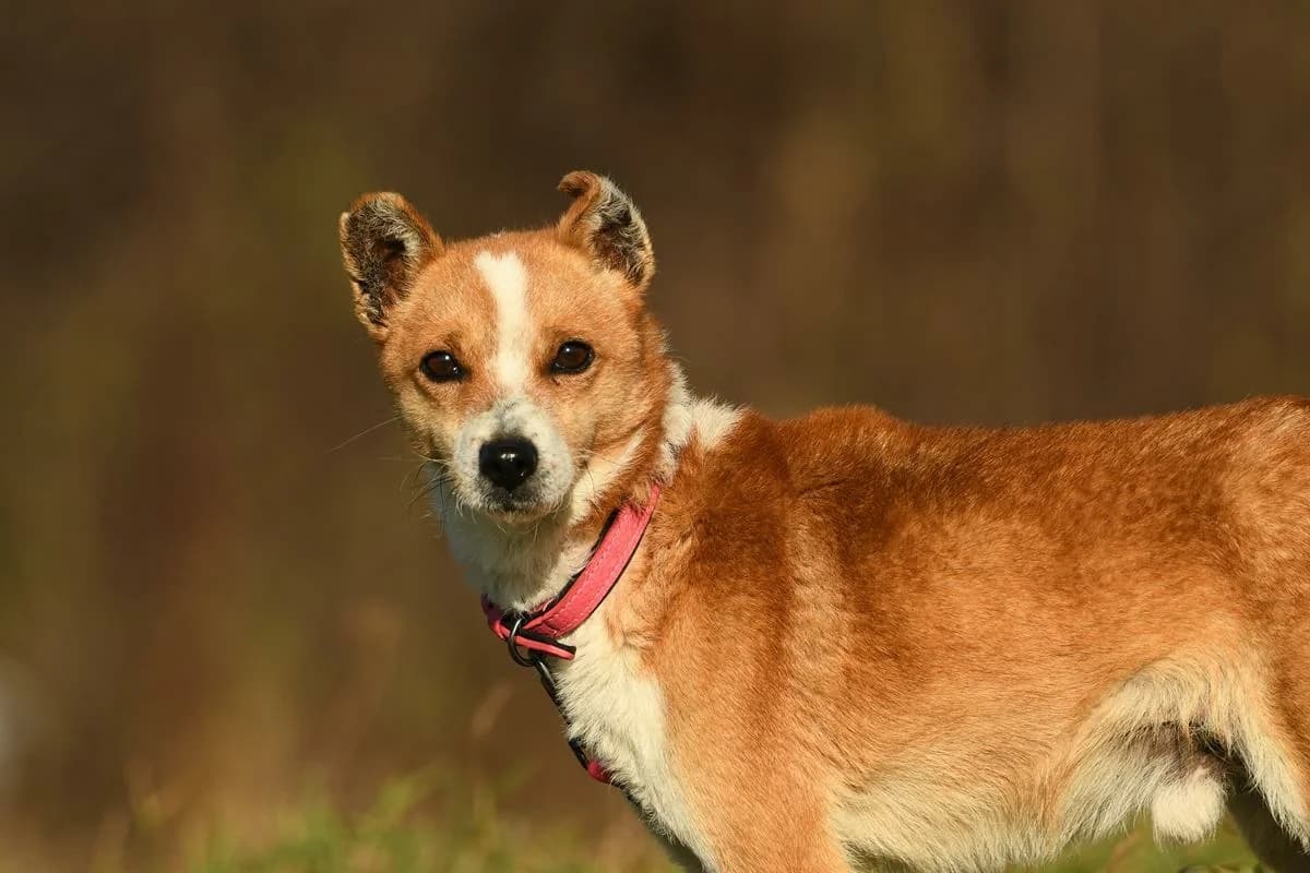 Arczi, male senior Mixed Breed for adoption at Schronisko Krotoszyn, Krotoszyn