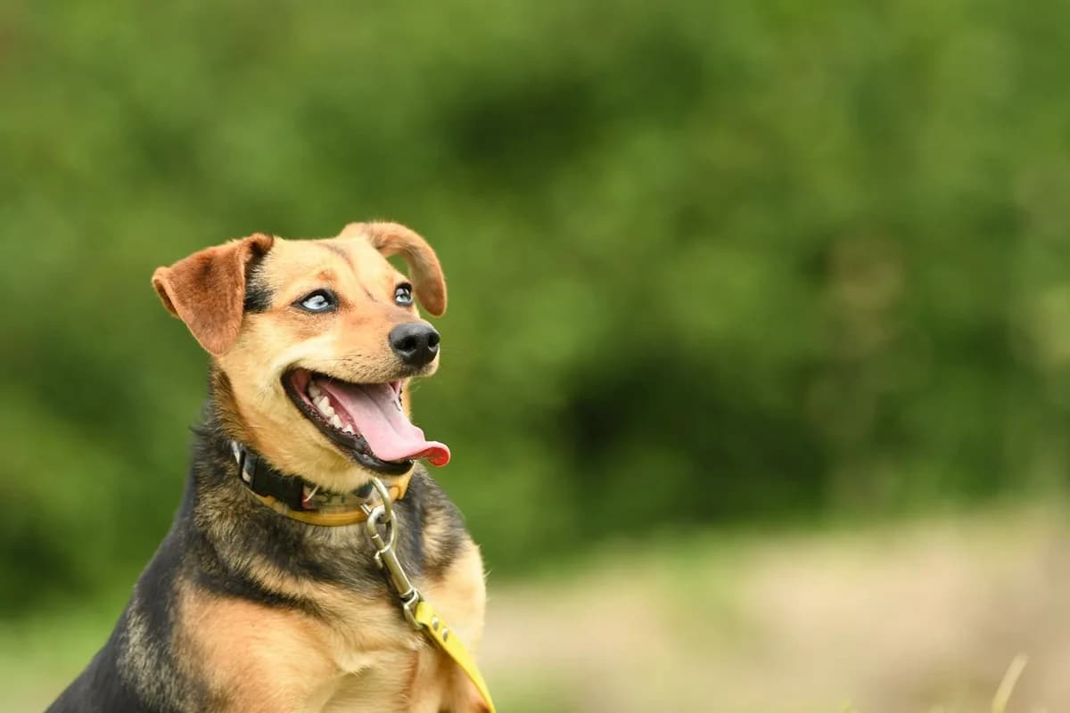 Ariel, female young Mixed Breed for adoption at Schronisko Krotoszyn, Krotoszyn