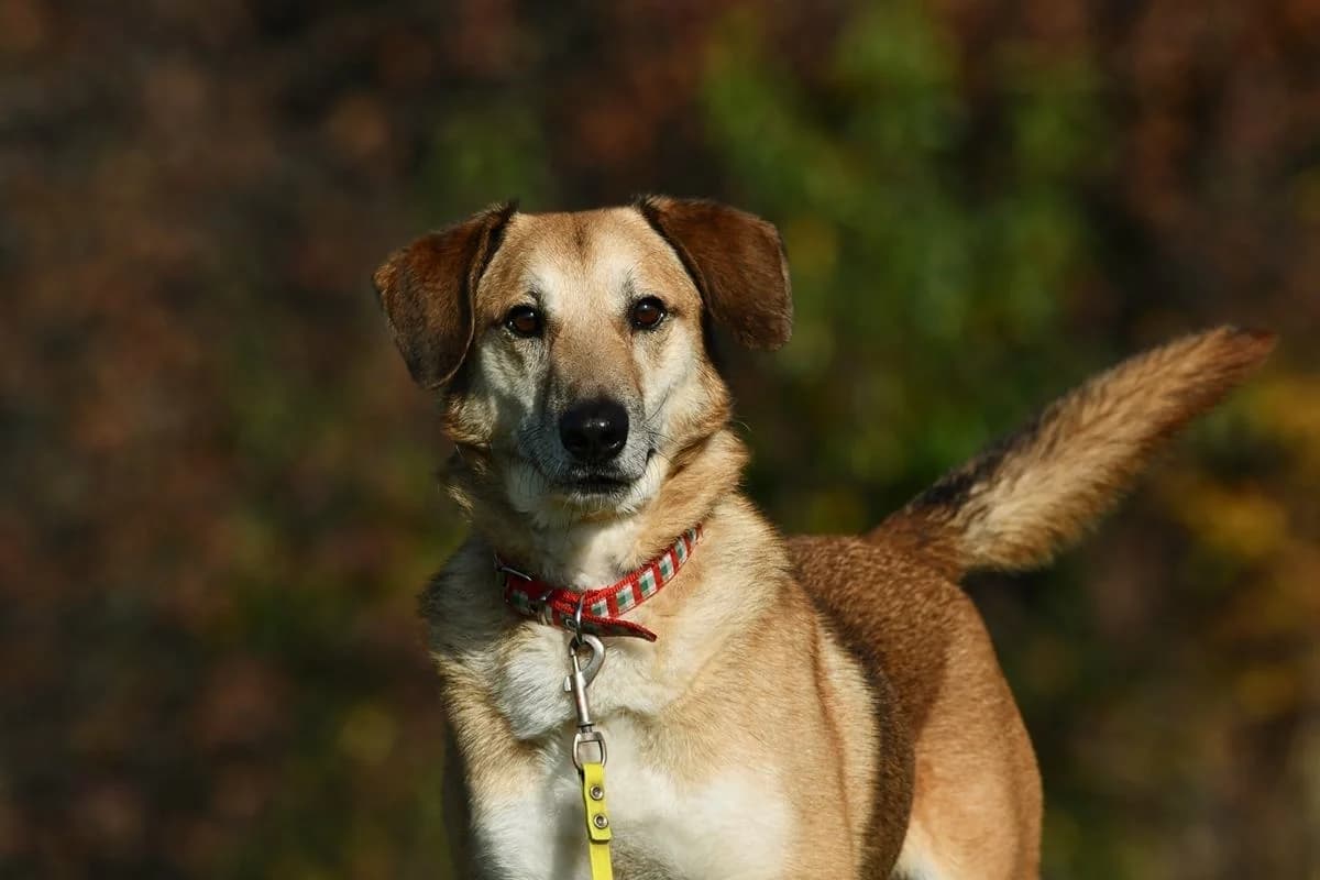Atos, male senior Mixed Breed for adoption at Schronisko Krotoszyn, 63-700 Krotoszyn
