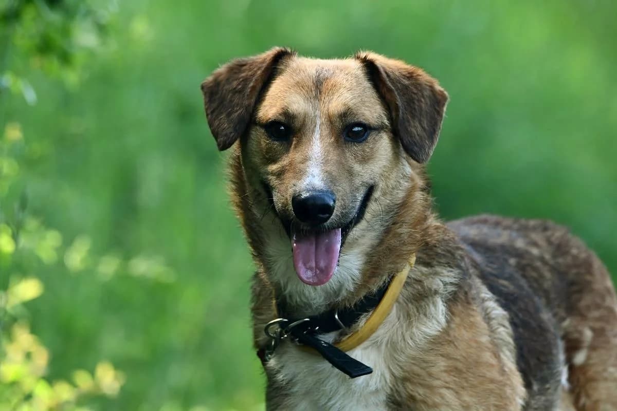 Azi, male 6yo Mixed Breed for adoption at Schronisko Krotoszyn, 63-700 Krotoszyn