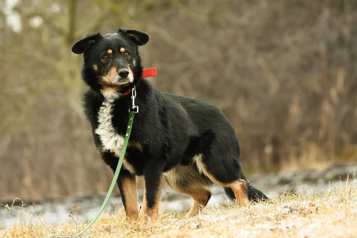 Barry, male senior Mixed Breed for adoption at Schronisko Krotoszyn, Krotoszyn