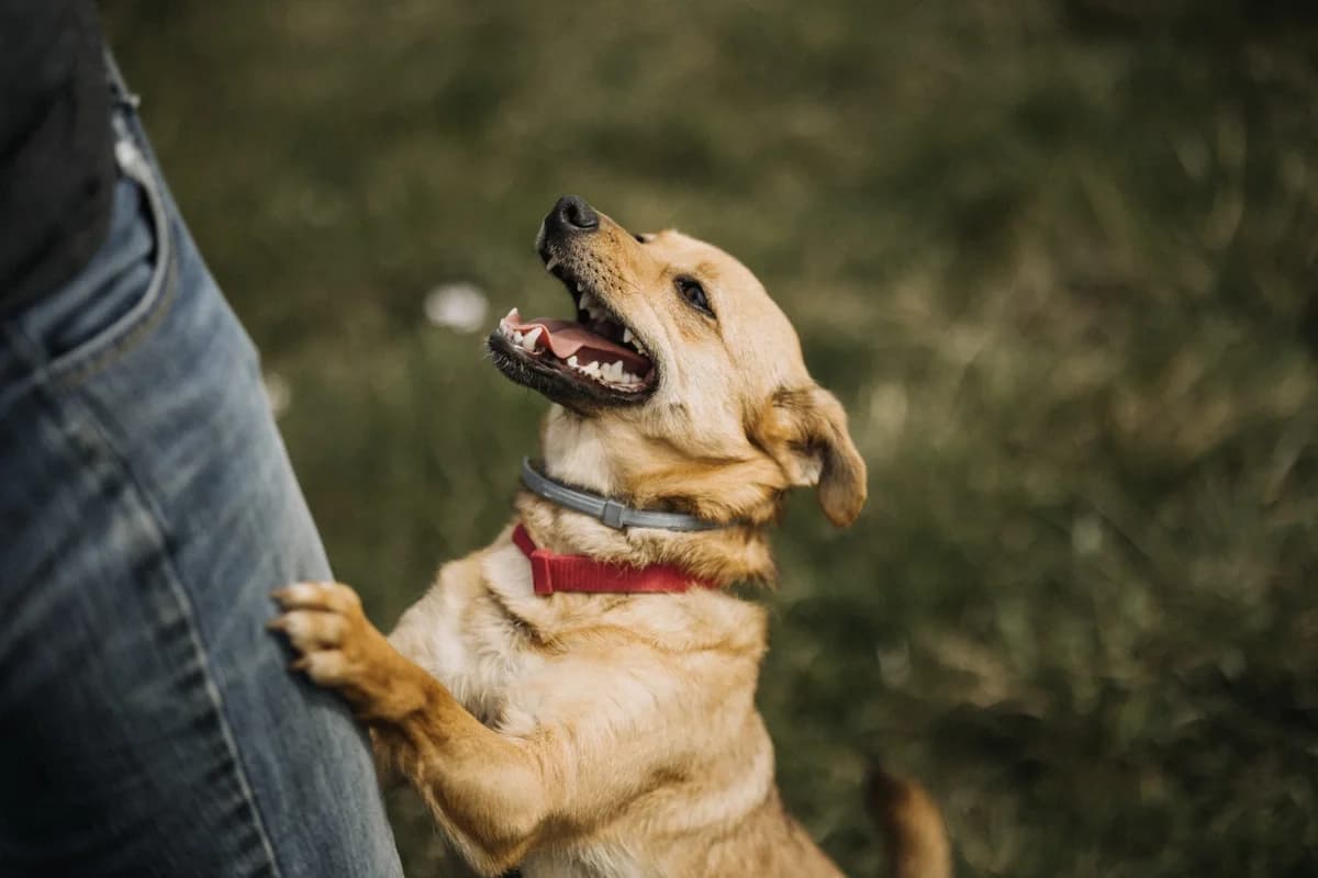 Bella, female young Mixed Breed for adoption at Schronisko Krotoszyn, Krotoszyn