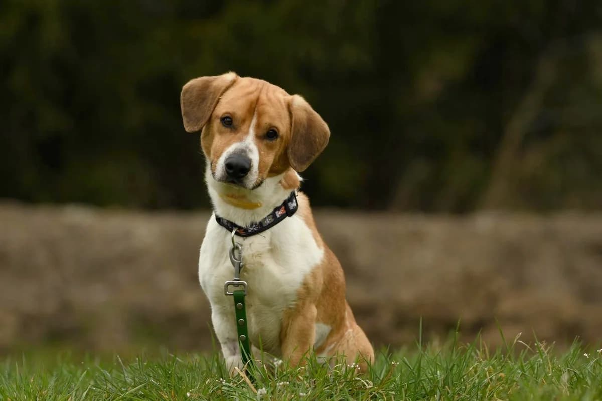 Beniu, male young Mixed Breed for adoption at Schronisko Krotoszyn, Krotoszyn
