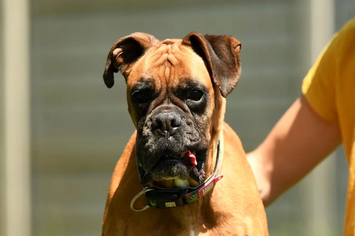 Beta, female senior Mixed Breed for adoption at Schronisko Krotoszyn, Krotoszyn