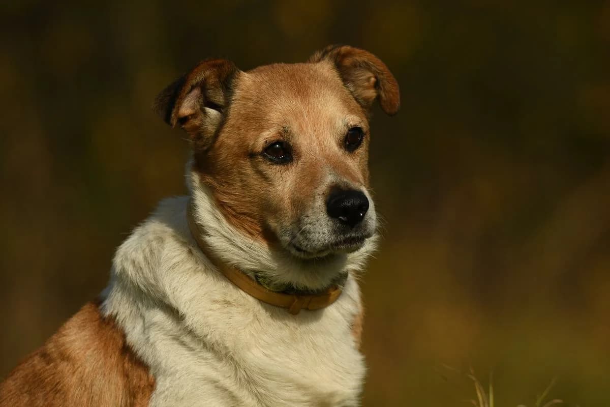 Boguś, male senior Mixed Breed for adoption at Schronisko Krotoszyn, Krotoszyn