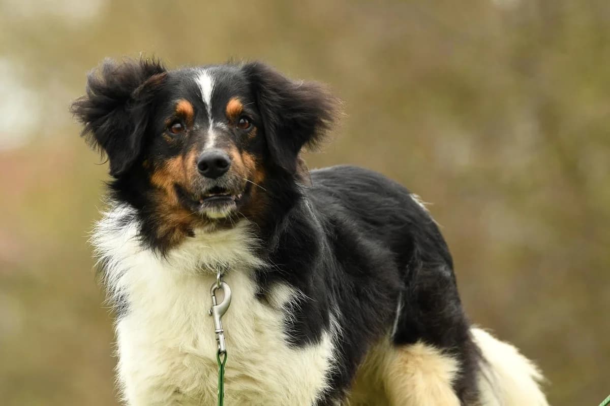 Bryś, male senior Mixed Breed for adoption at Schronisko Krotoszyn, Krotoszyn