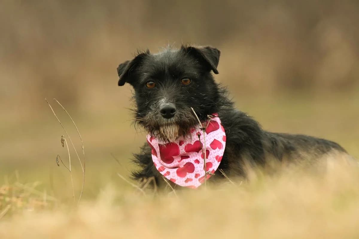 Cleo, female young Mixed Breed for adoption at Schronisko Krotoszyn, Krotoszyn