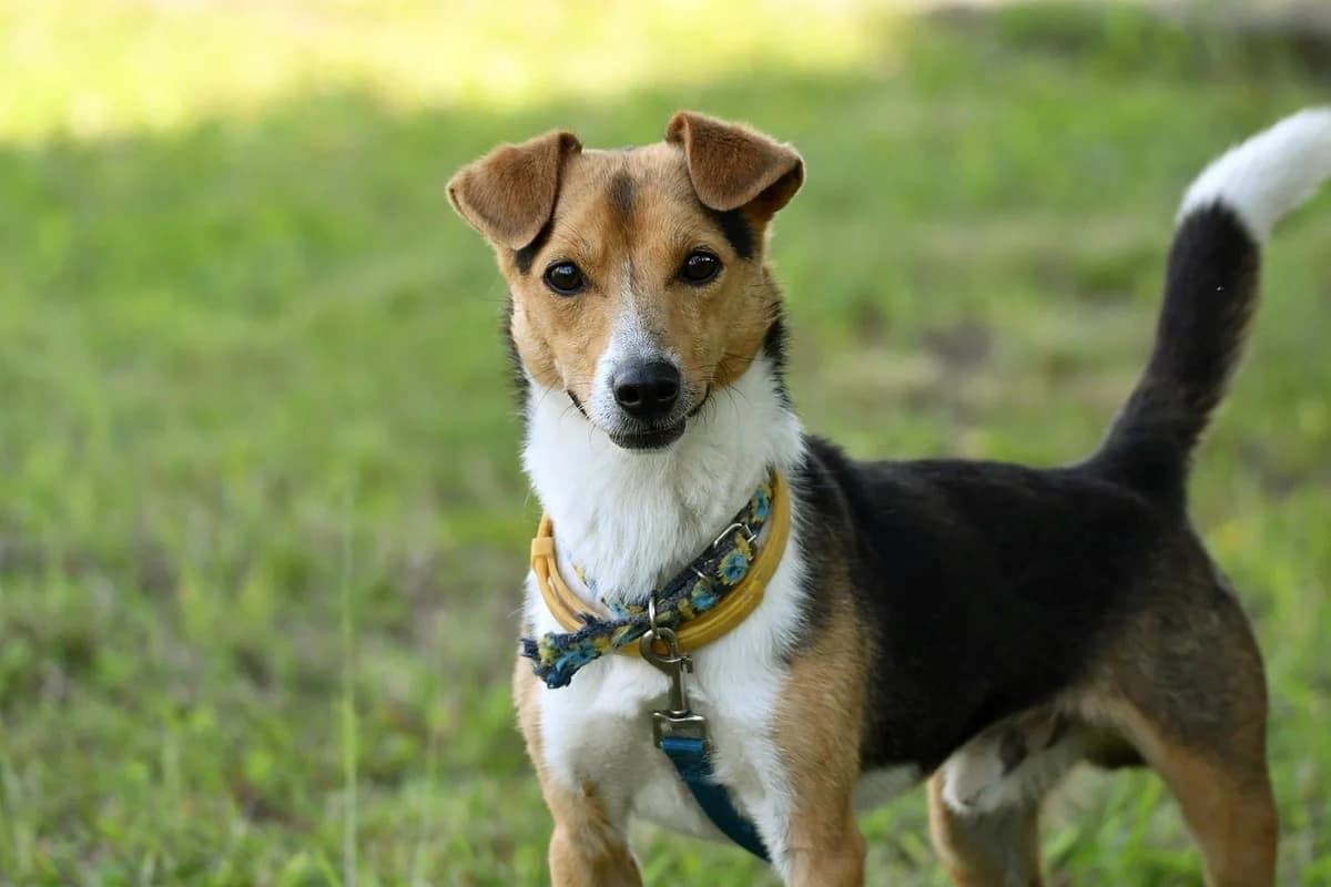 Ciapek, male 5yo Mixed Breed for adoption at Schronisko Krotoszyn, 63-700 Krotoszyn