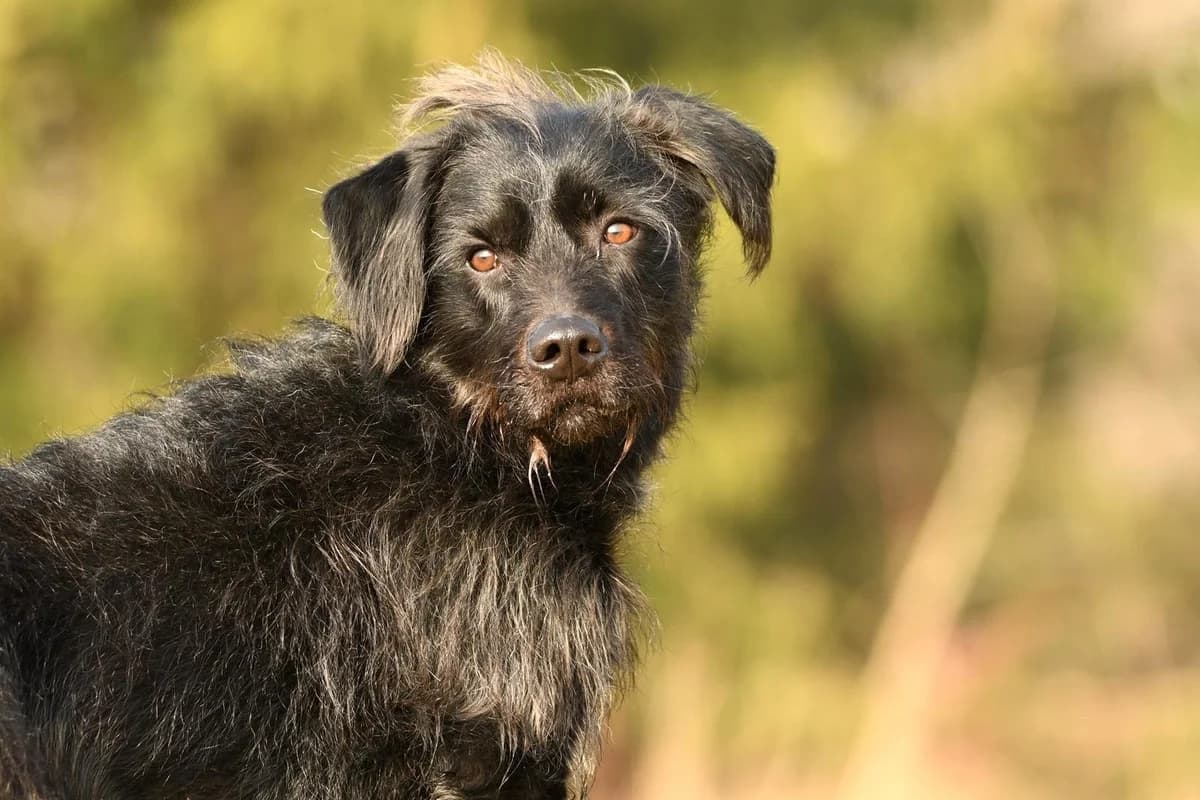 Dżeki, male 3yo Mixed Breed for adoption at Schronisko Krotoszyn, Krotoszyn
