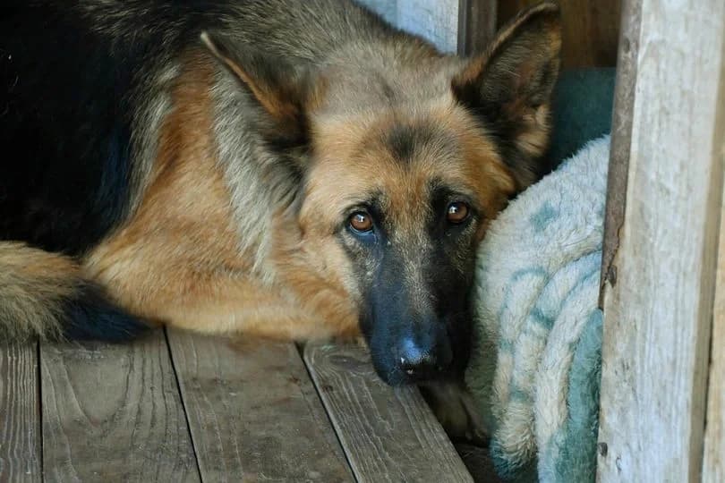 Elza, female 5yo Mixed Breed for adoption at Schronisko Krotoszyn, 63-700 Krotoszyn