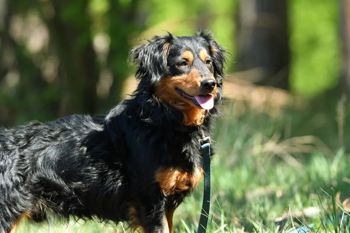 Fifi, male 4yo Mixed Breed for adoption at Schronisko Krotoszyn, 63-700 Krotoszyn