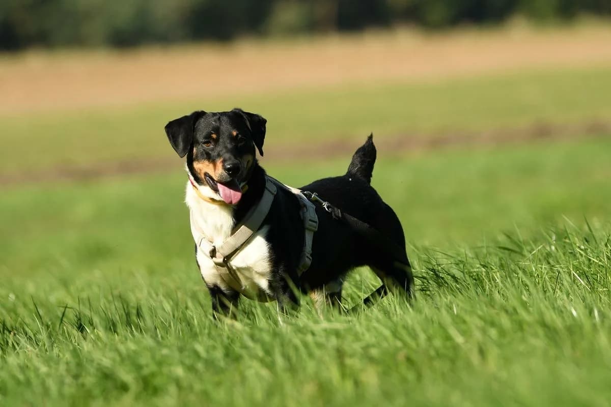 Fuks, male 3yo Mixed Breed for adoption at Schronisko Krotoszyn, Krotoszyn
