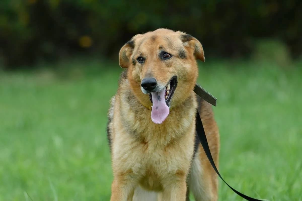 Gaja, female 6yo Mixed Breed for adoption at Schronisko Krotoszyn, 63-700 Krotoszyn