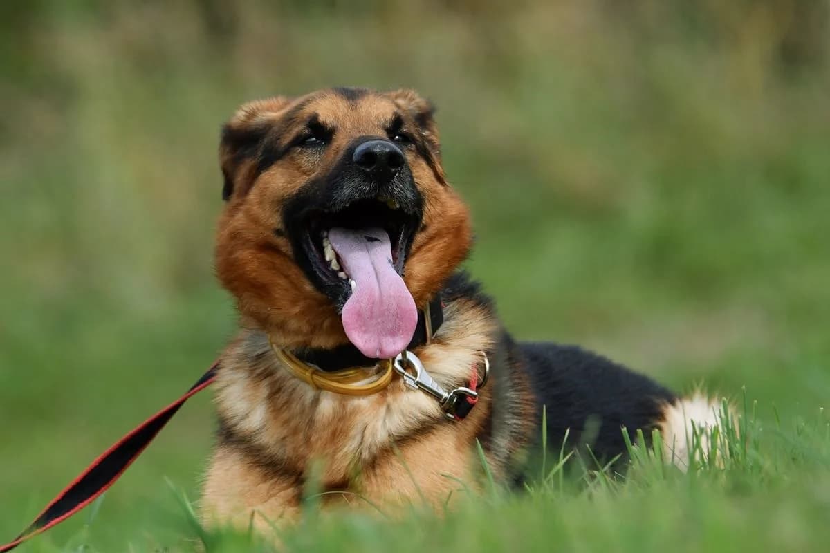 Graf, male 6yo Mixed Breed for adoption at Schronisko Krotoszyn, 63-700 Krotoszyn