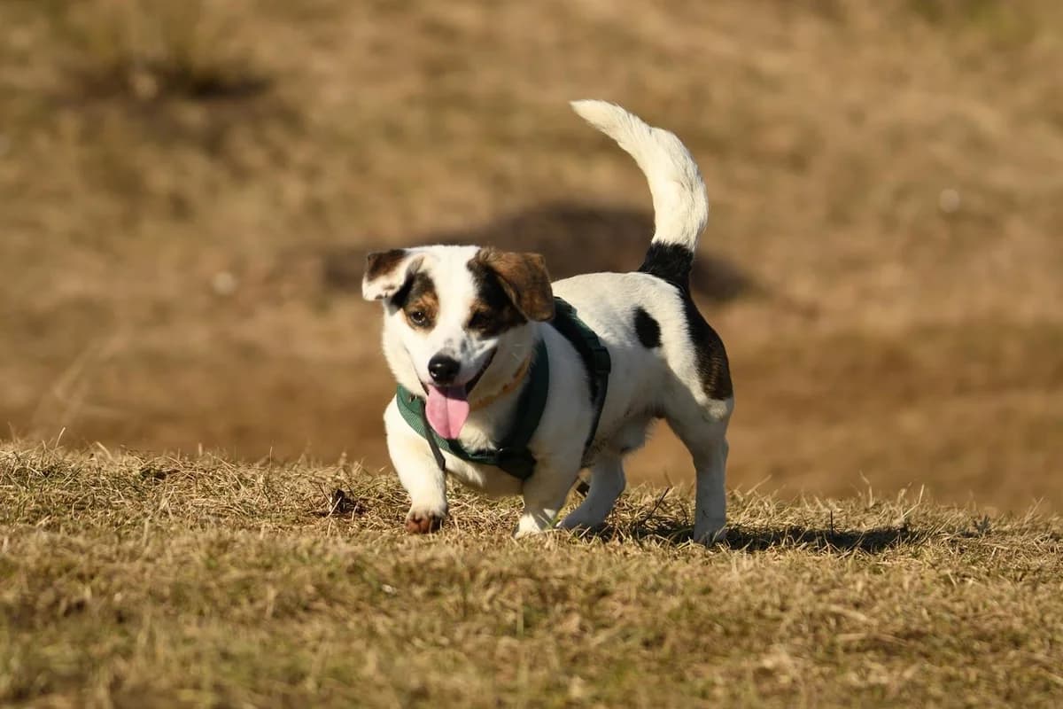 Karolek, male young Mixed Breed for adoption at Schronisko Krotoszyn, Krotoszyn