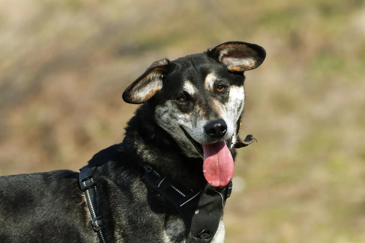 Korek, male 4yo Mixed Breed for adoption at Schronisko Krotoszyn, 63-700 Krotoszyn