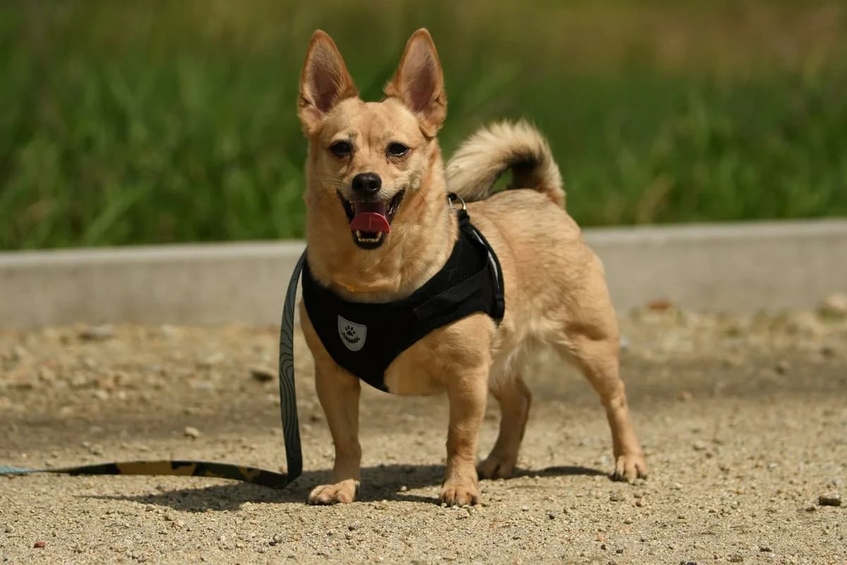 Maja, female 6yo Mixed Breed for adoption at Schronisko Krotoszyn, Krotoszyn