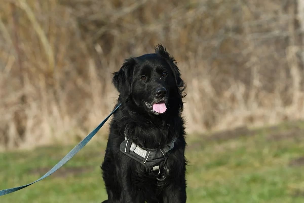 Marko, male 4yo Mixed Breed for adoption at Schronisko Krotoszyn, 63-700 Krotoszyn