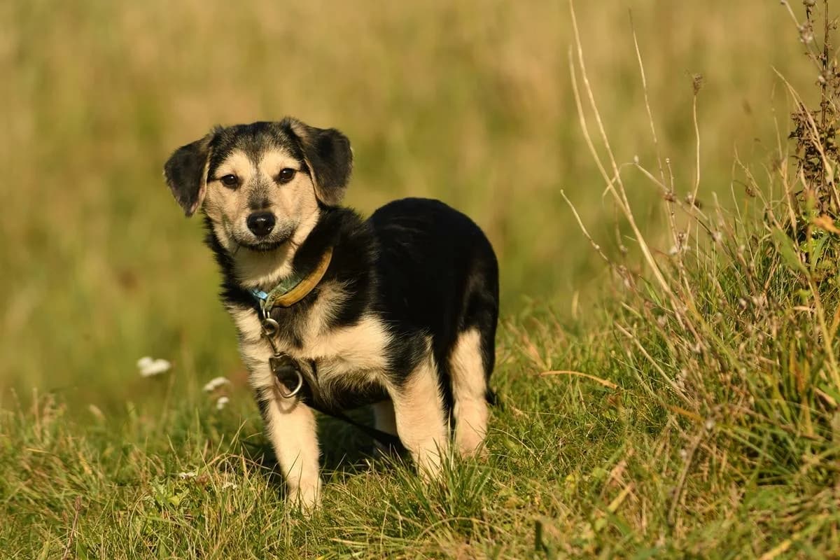 Mars, male puppy Mixed Breed for adoption at Schronisko Krotoszyn, Krotoszyn