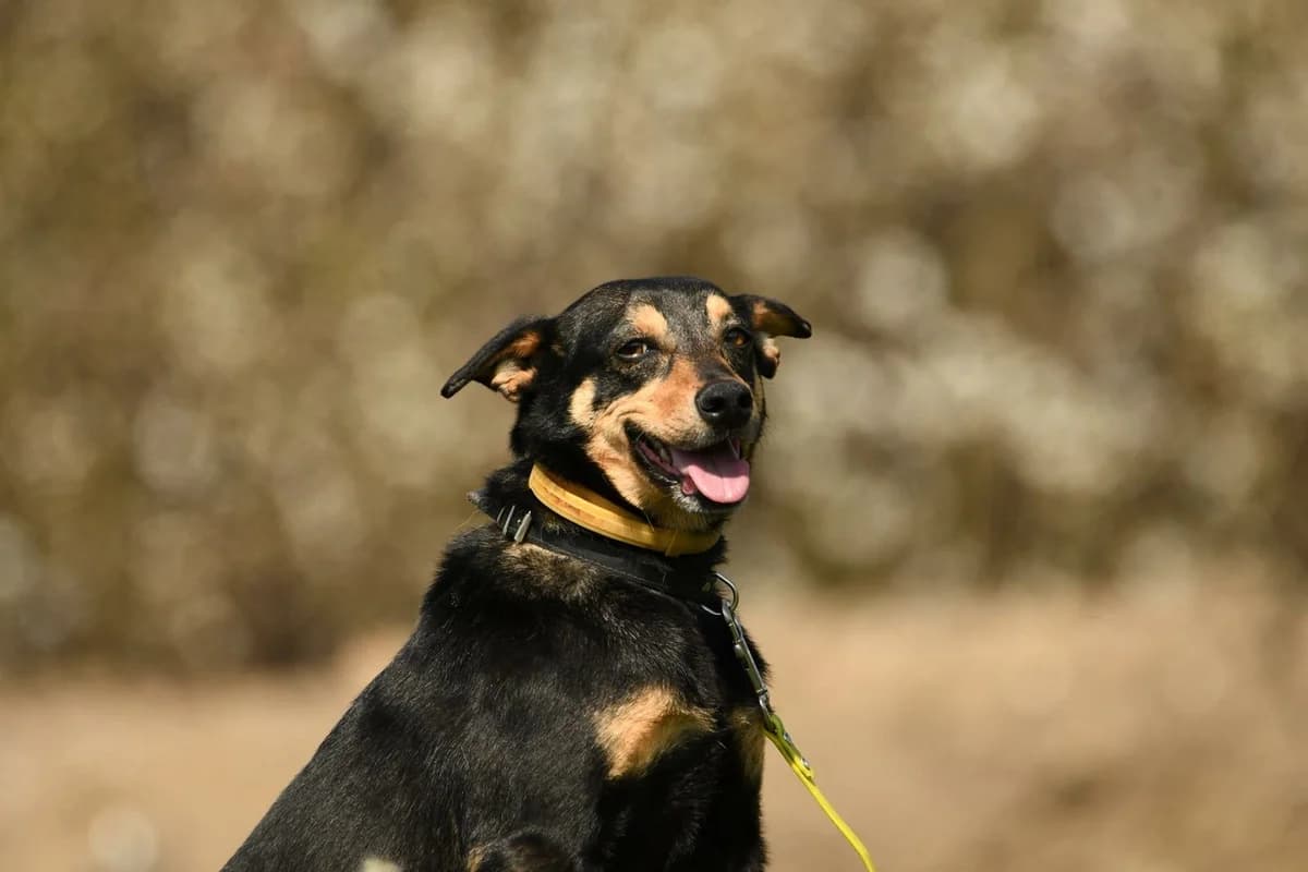 Megi, female 4yo Mixed Breed for adoption at Schronisko Krotoszyn, 63-700 Krotoszyn