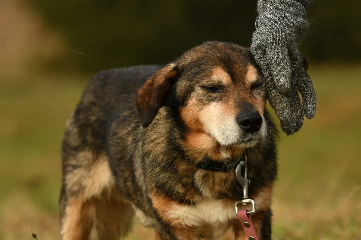 Miki, male senior Mixed Breed for adoption at Schronisko Krotoszyn, Krotoszyn