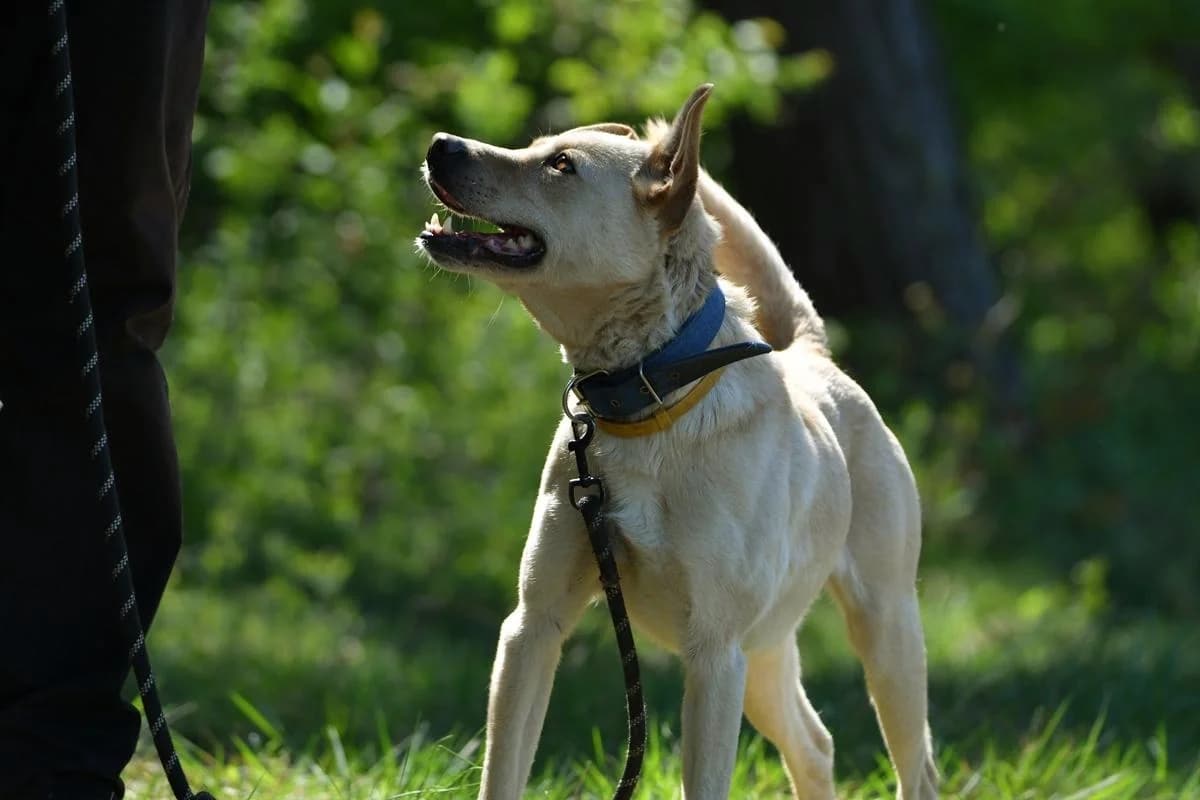 Najs, male 7yo Mixed Breed for adoption at Schronisko Krotoszyn, 63-700 Krotoszyn