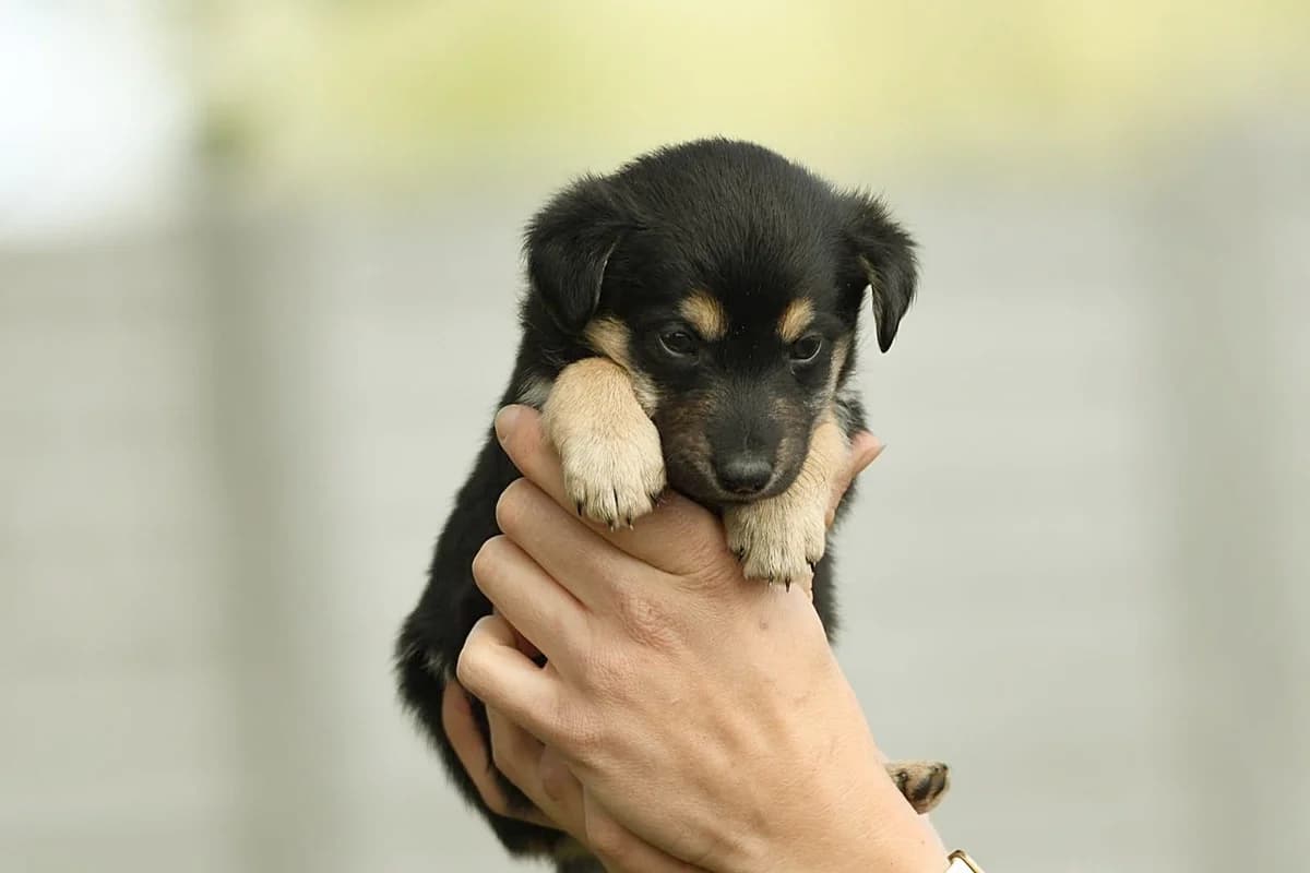 Nana, female Mixed Breed for adoption at Schronisko Krotoszyn, Krotoszyn