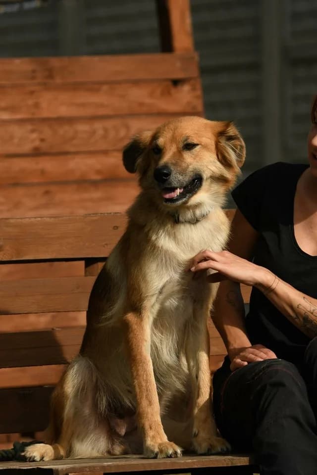 Nemi, female 5yo Mixed Breed for adoption at Schronisko Krotoszyn, Krotoszyn