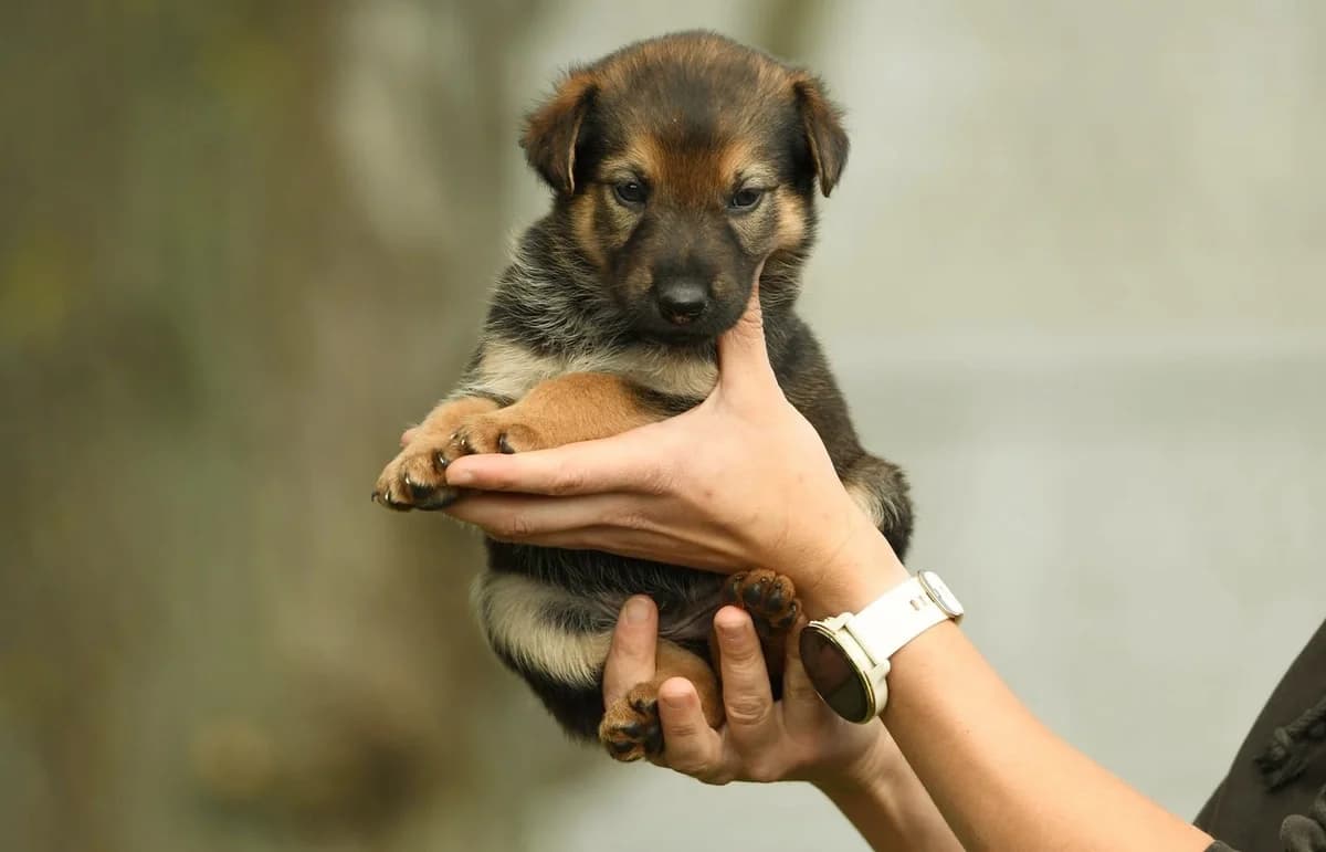 Nemo, male Mixed Breed for adoption at Schronisko Krotoszyn, Krotoszyn