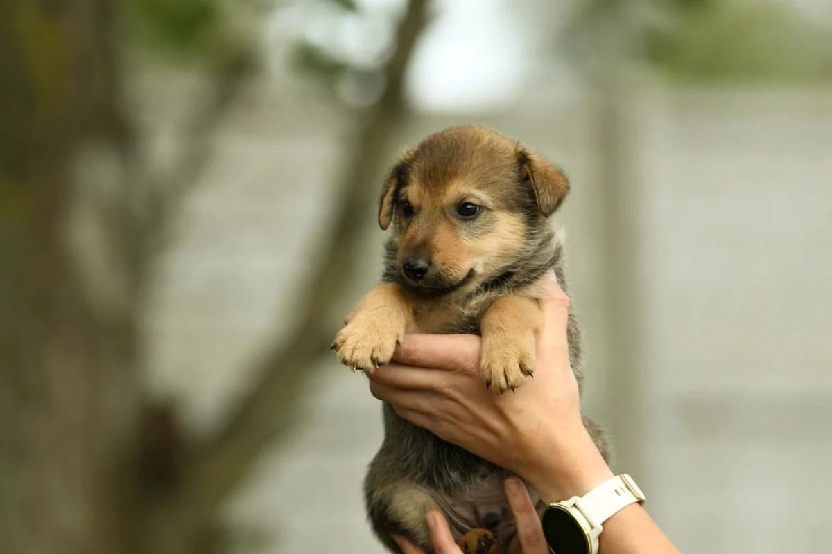 Neo, male Mixed Breed for adoption at Schronisko Krotoszyn, Krotoszyn