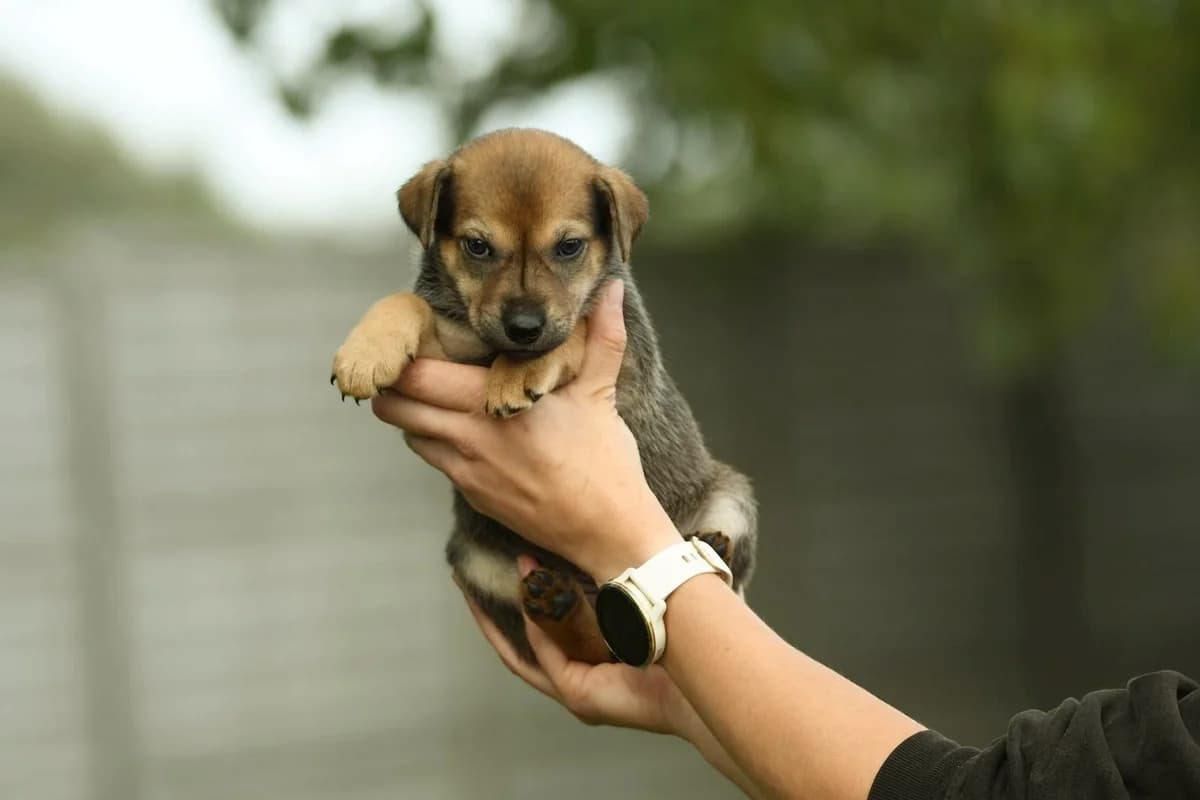 Neska, female Mixed Breed for adoption at Schronisko Krotoszyn, Krotoszyn
