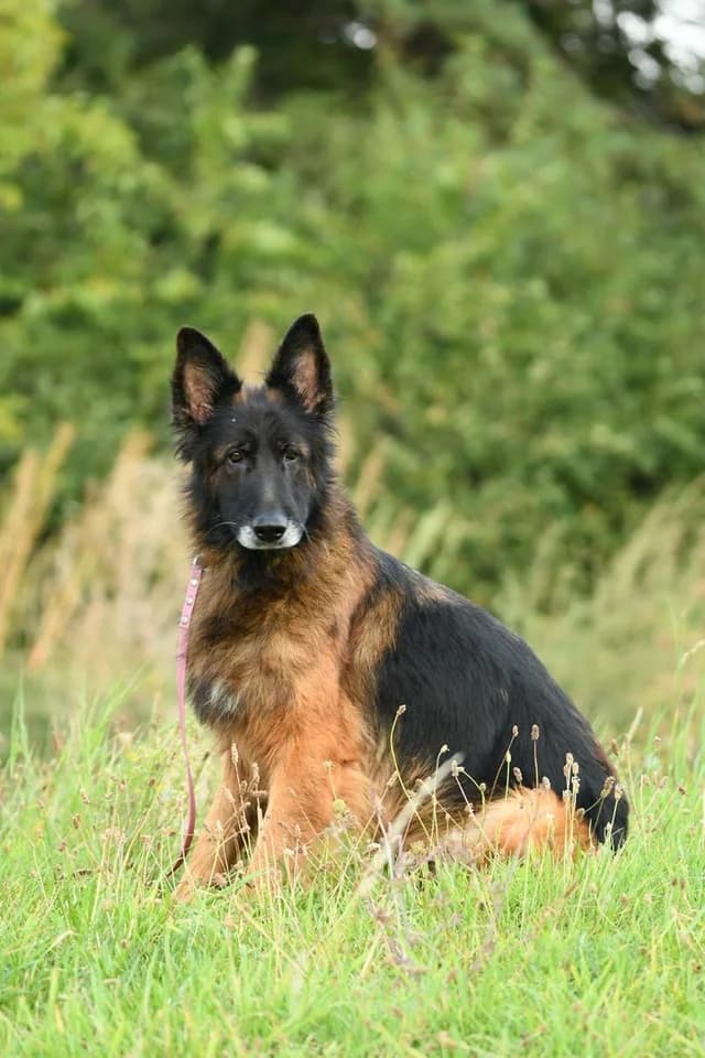 Nika, female 7yo Mixed Breed for adoption at Schronisko Krotoszyn, Krotoszyn