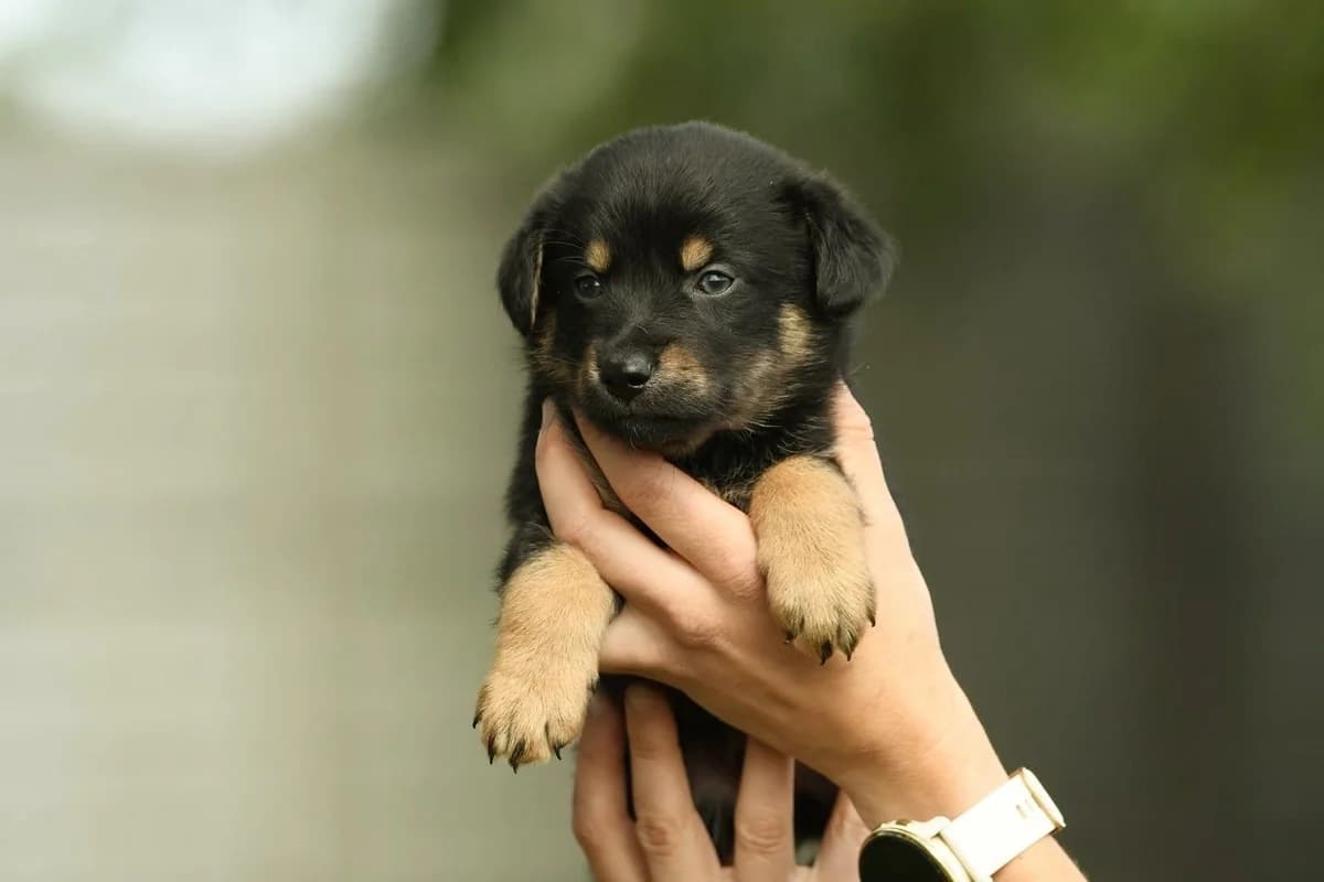 Niko, male Mixed Breed for adoption at Schronisko Krotoszyn, Krotoszyn
