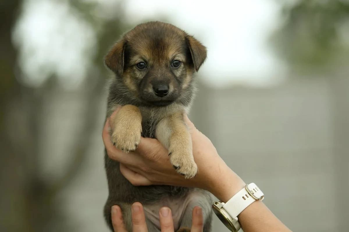 Nora, female Mixed Breed for adoption at Schronisko Krotoszyn, Krotoszyn