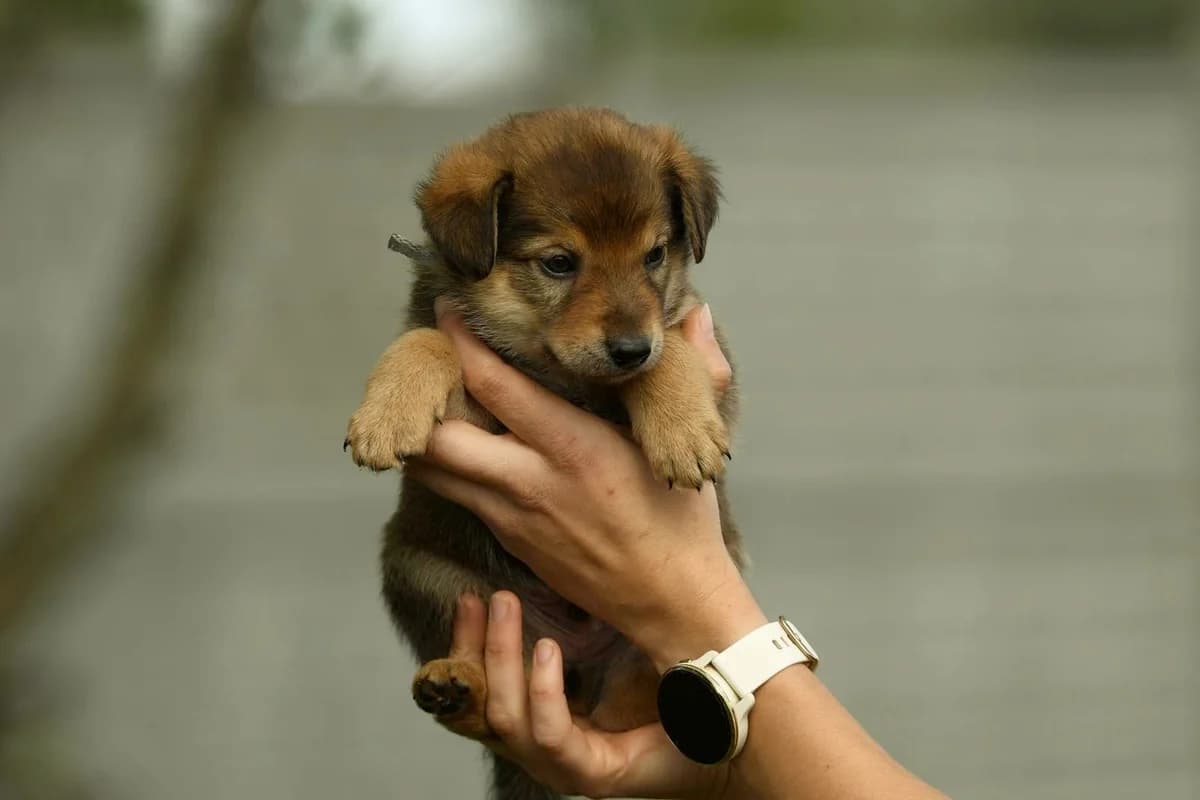 Nugat, male Mixed Breed for adoption at Schronisko Krotoszyn, Krotoszyn