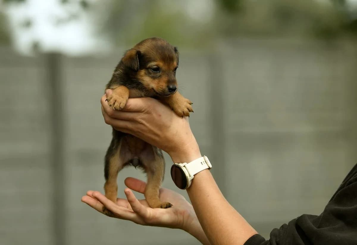 Nutka, female puppy Mixed Breed for adoption at Schronisko Krotoszyn, Krotoszyn