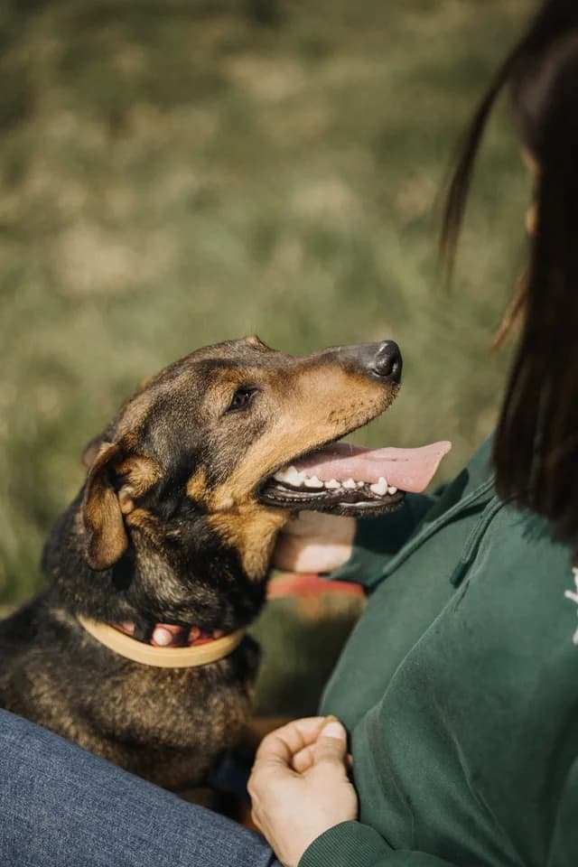 Pablo, male young Mixed Breed for adoption at Schronisko Krotoszyn, 63-700 Krotoszyn
