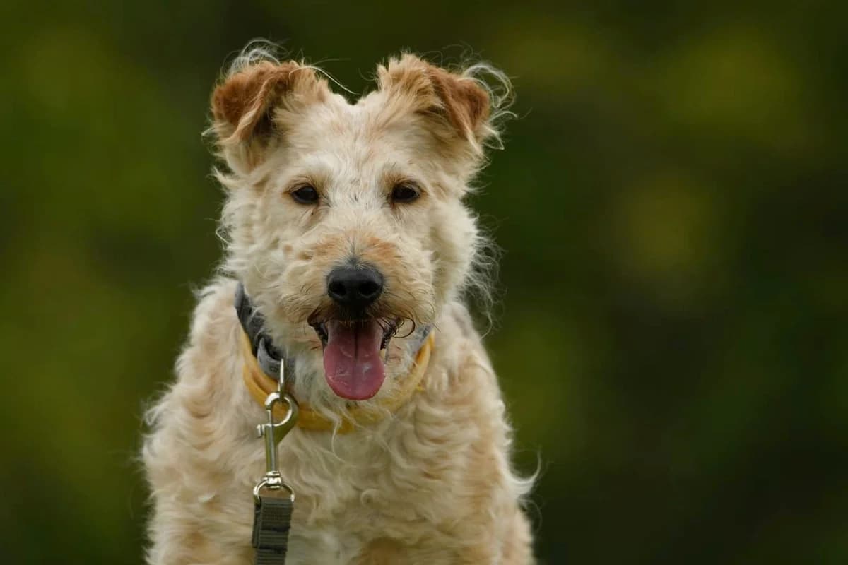 Panki, male senior Mixed Breed for adoption at Schronisko Krotoszyn, Krotoszyn