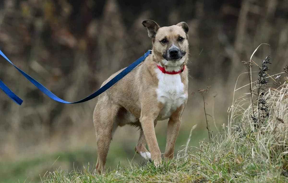 Persi, male senior Mixed Breed for adoption at Schronisko Krotoszyn, 63-700 Krotoszyn