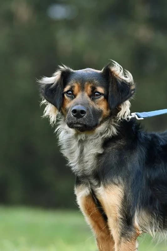 Pola, female young Mixed Breed for adoption at Schronisko Krotoszyn, 63-700 Krotoszyn