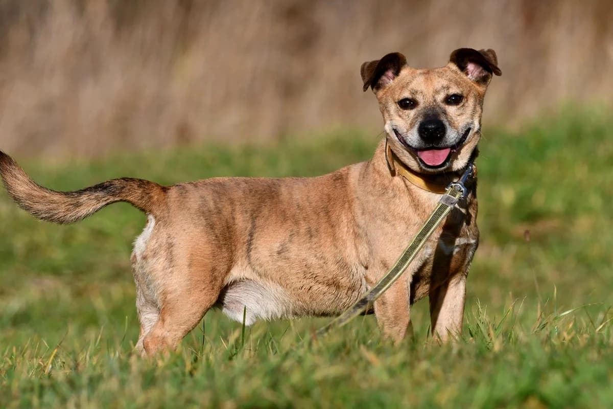 Pyrek, male senior Mixed Breed for adoption at Schronisko Krotoszyn, 63-700 Krotoszyn